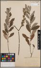 Foto von Salix cinerea L.